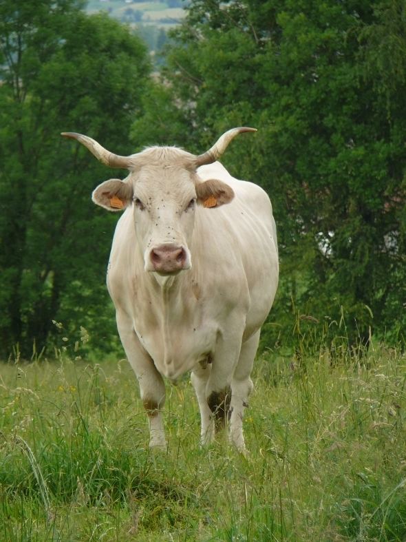 Lourdaise La vache Lourdaise Conservatoire du patrimoine biologique rgional