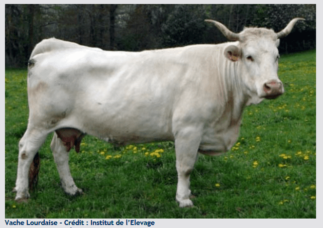 Lourdaise Association des amis de la vache lourdaise et de la brebis lourdaise