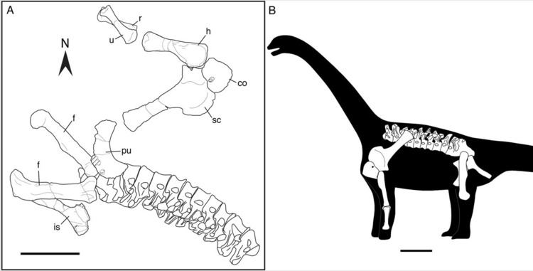 Lourinhasaurus GEOL 104 Sauropodomorpha Size Matters