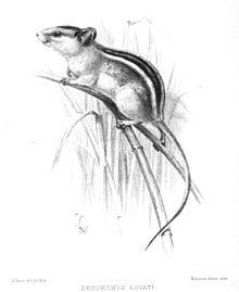 Lovat's climbing mouse httpsuploadwikimediaorgwikipediacommonsthu