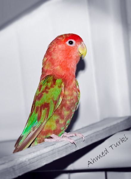 Lovebird African Rare Colors of Lovebirds Recent Photos The Commons Getty