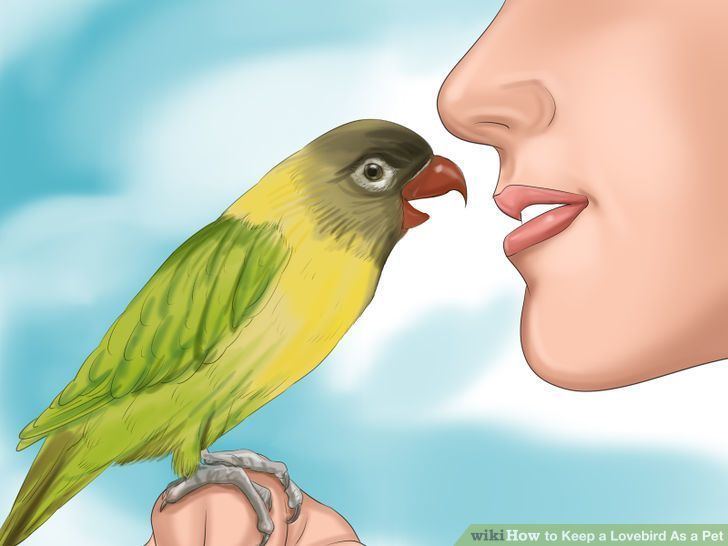 Lovebird How to Keep a Lovebird As a Pet with Pictures wikiHow