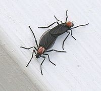 Lovebug httpsuploadwikimediaorgwikipediacommonsthu