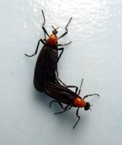 Lovebug Florida39s love bugs Fact and fiction Gadling