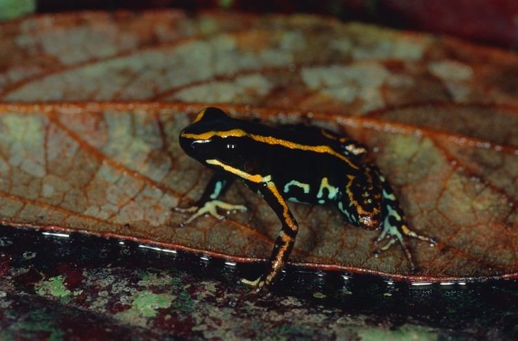Lovely poison frog biogeodbstrisiedubioinformaticsdfmstatsdown