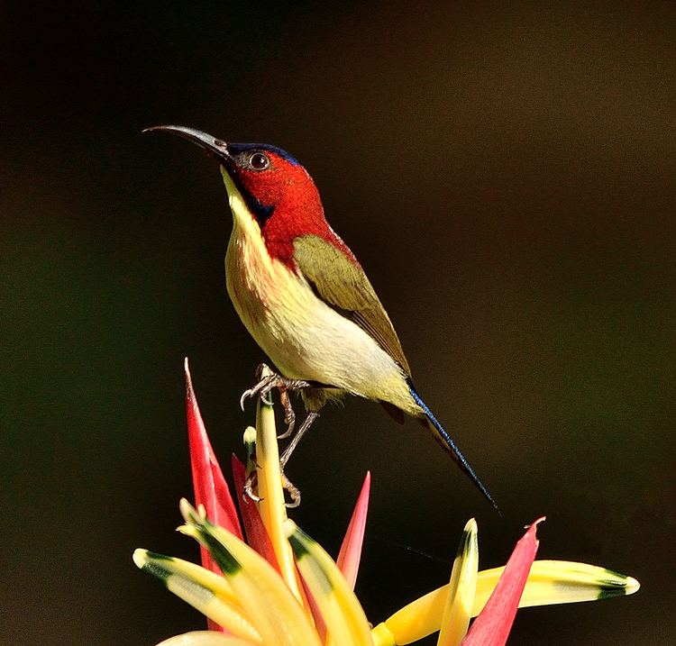 Lovely sunbird httpsuploadwikimediaorgwikipediacommons22