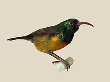 Loveridge's sunbird httpsuploadwikimediaorgwikipediacommonsthu