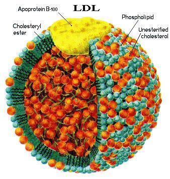 Low-density lipoprotein wwwmedicallabsnetwpcontentuploads201404LD