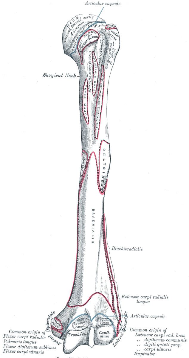 Lower extremity of humerus
