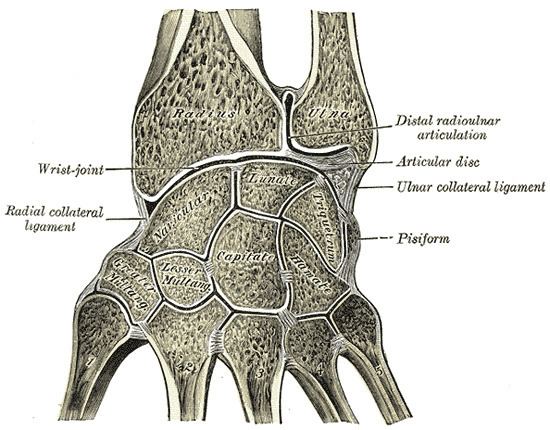 Lower extremity of ulna