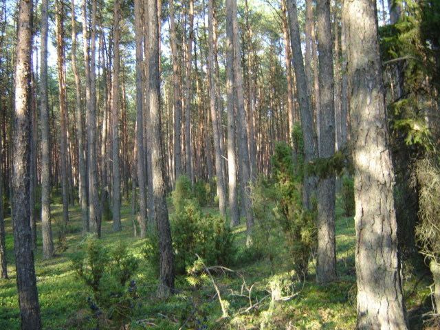 Lower Silesian Wilderness