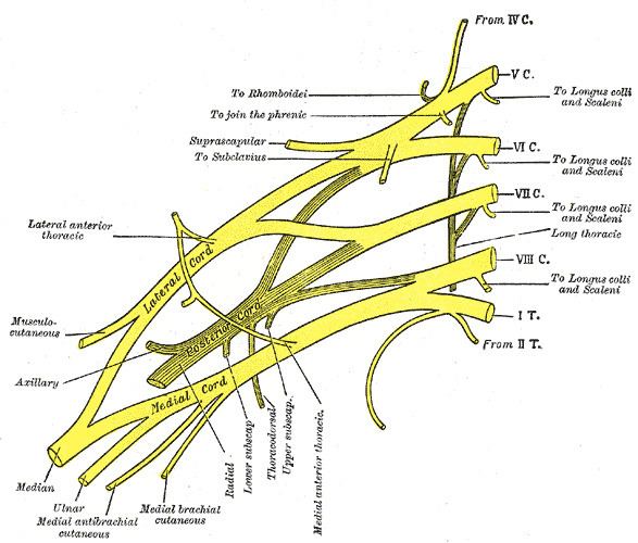 Lower subscapular nerve