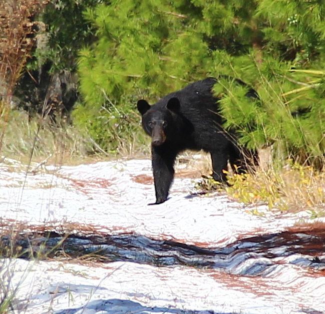 Lower Wekiva River Preserve State Park Florida Black Bear Lower Wekiva River Preserve State Park Flickr