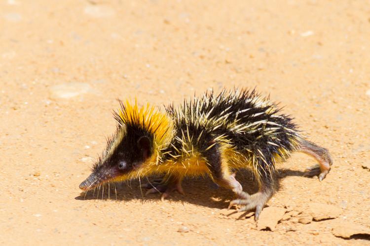 Lowland streaked tenrec Let39s do Some Zoology Lowland Streaked Tenrec Hemicentetes