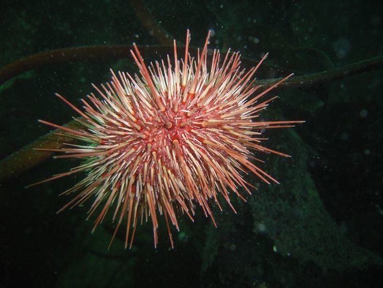 Loxechinus albus Falklands explore potential for smallscale commercial fishery with