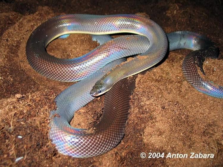 Loxocemidae mexican burrowing python Tumblr