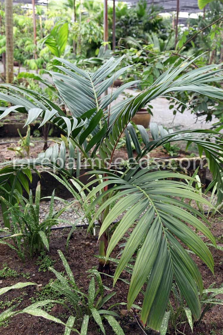 Loxococcus Loxococcus rupicola buy seeds at rarepalmseedscom