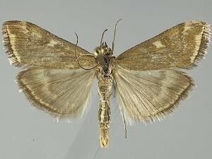 Loxostege Loxostege sticticalis Beet Webworm Moth Discover Life