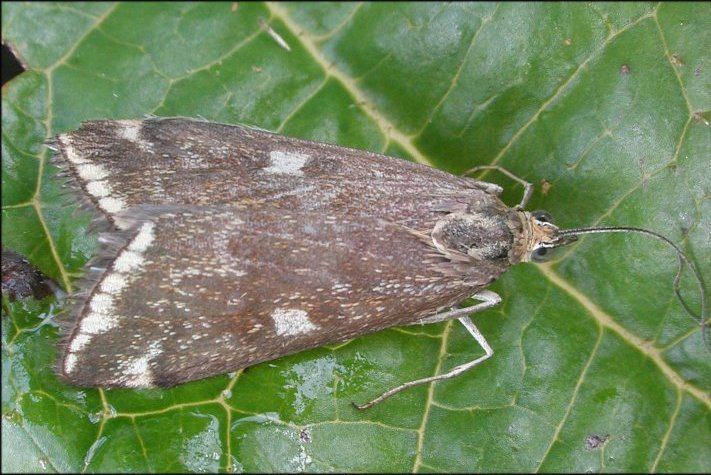 Loxostege sticticalis Loxostege sticticalis UKMoths