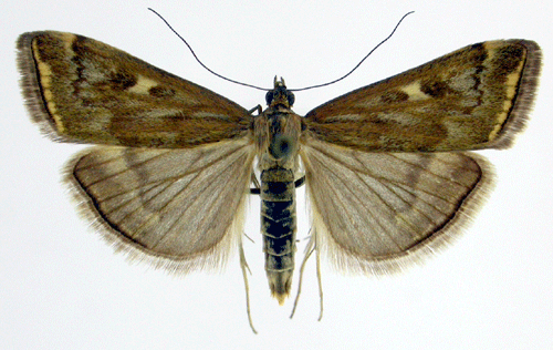 Loxostege sticticalis Loxostege sticticalis Insecta Lepidoptera Pyralidae