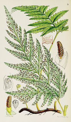 Loxsomataceae httpsuploadwikimediaorgwikipediacommonsthu