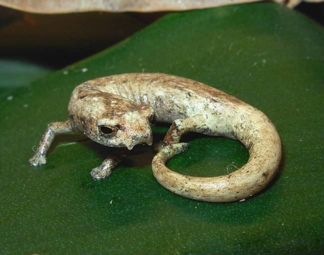 Lozano's salamander