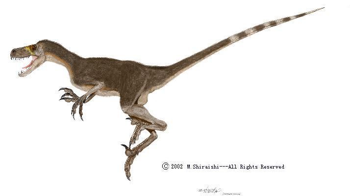 Luanchuanraptor Luanchuanraptor quotrunning lizardquot Dinosauricon D Dromaeosauridae