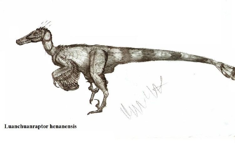 Luanchuanraptor Luanchuanraptor Pictures amp Facts The Dinosaur Database