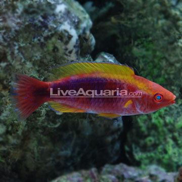 Lubbock's wrasse Saltwater Aquarium Fish for Marine Reef Aquariums Multicolor