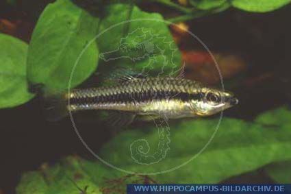 Lucania goodei Lucania goodei alias Bluefin Killifish Hippocampus Bildarchiv