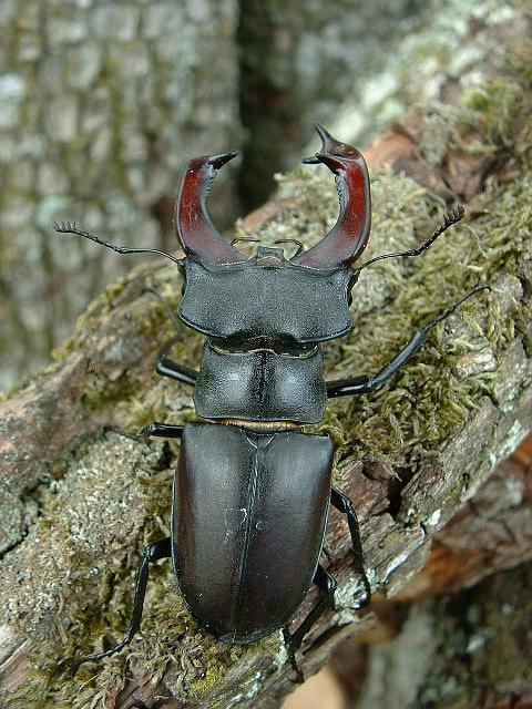 Lucanus (beetle)