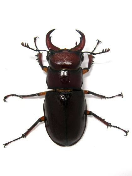 Lucanus capreolus Reddishbrown Stag Beetle Lucanus capreolus BugGuideNet