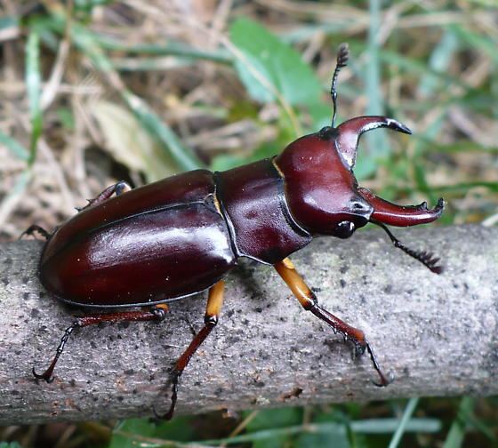 Lucanus capreolus bugguidenetimagescacheMQJRSQMQJRSQ3RFKS0I0OQ