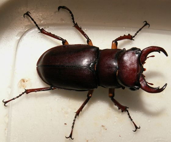 Lucanus capreolus - Alchetron, The Free Social Encyclopedia