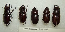 Lucanus capreolus Lucanus capreolus Wikipedia