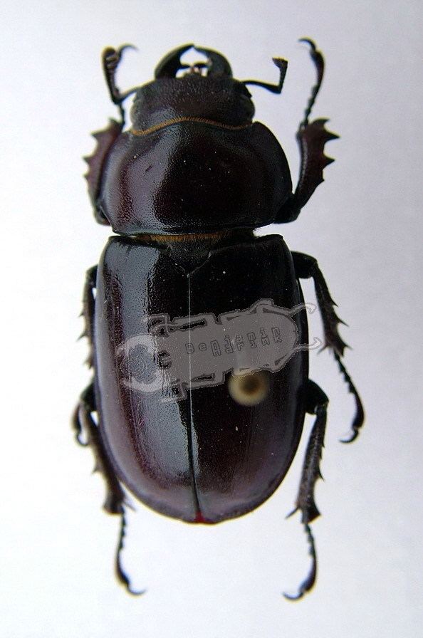 Lucanus capreolus Lucanus capreolus Ben39s Beetle Breeding Pages