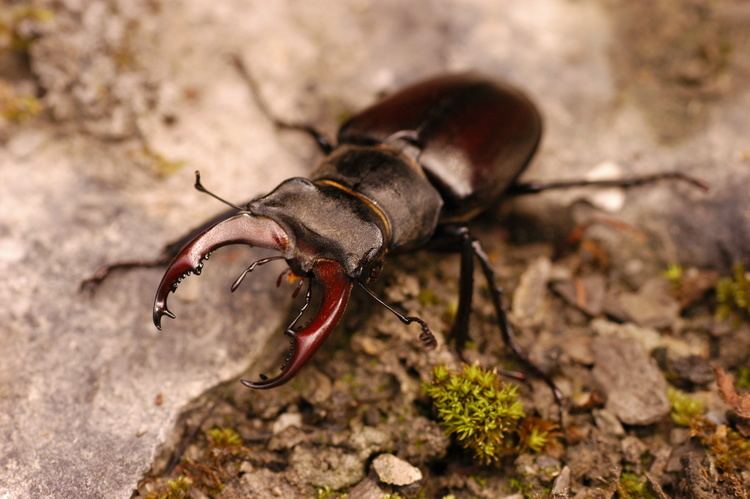 Lucanus cervus FileLucanus cervus female bottomjpg Wikimedia Commons