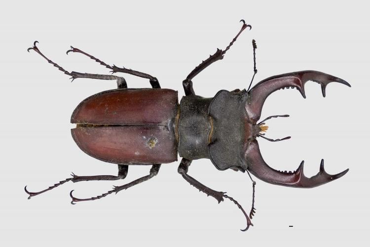 Lucanus cervus Lucanus cervus Linnaeus 1758 BEETLES and BEETLE RECORDING in