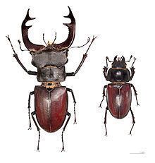 Lucanus cervus httpsuploadwikimediaorgwikipediacommonsthu