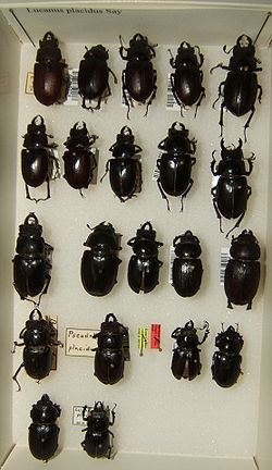 Lucanus placidus httpsuploadwikimediaorgwikipediacommonsthu