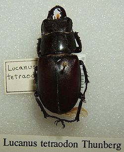 Lucanus tetraodon httpsuploadwikimediaorgwikipediacommonsthu