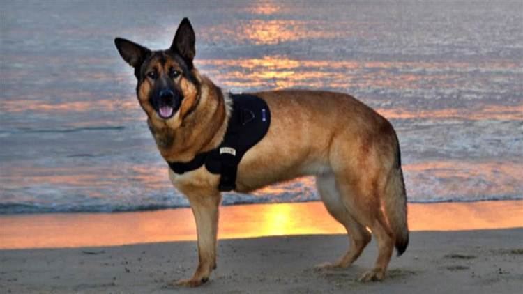Lucca (dog) Handlers of retired Marine hero bombsniffing dog give thanks for