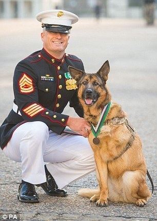 Lucca (dog) Marine Corps dog Lucca is awarded the Dickin Medal for her service