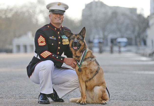 Lucca (dog) Lucca Hero Marine Dog Who Lost Her Leg In Afghanistan Awarded
