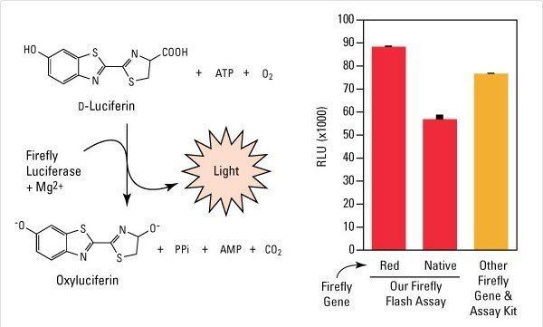 Luciferin Pierce DLuciferin Monosodium Salt Thermo Fisher Scientific