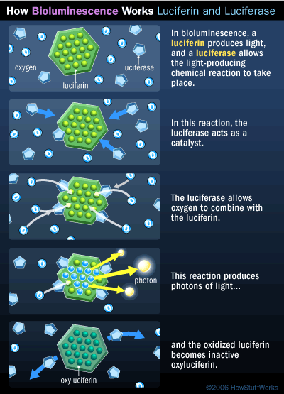 Luciferin How Animals Make Light How Bioluminescence Works HowStuffWorks