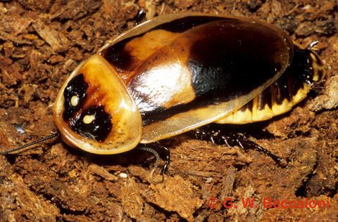 Lucihormetica Lucihormetica fenestrata adult male Blattodea Culture Group