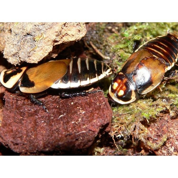 Lucihormetica verrucosa glowspot cockroach Lucihormetica verrucosa