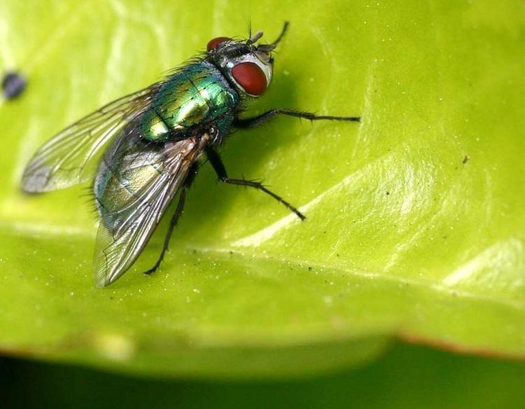 Lucilia caesar Lucilia caesar Green bottle fly