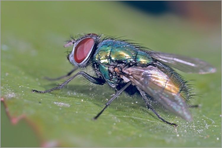 Lucilia caesar Lucilia caesar Green bottle fly